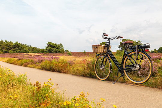 Fototapeta Electric black cargo bicycle with basket in Dutch national park The Veluwe