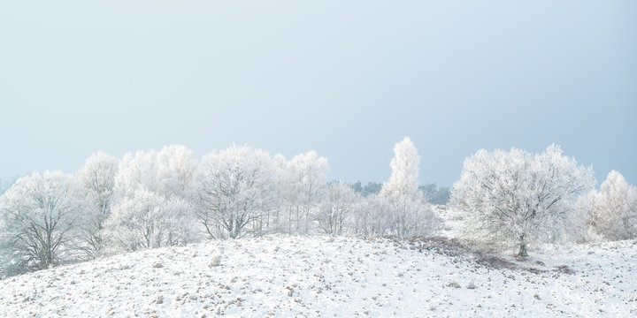 Panoramic winter view with snow of the Dutch Posbank in national park Veluwezoom