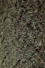 Detail of the tree trunk with green moss