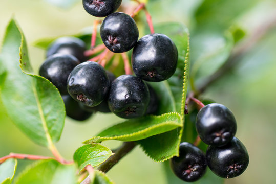 Aronia Berries On Branch