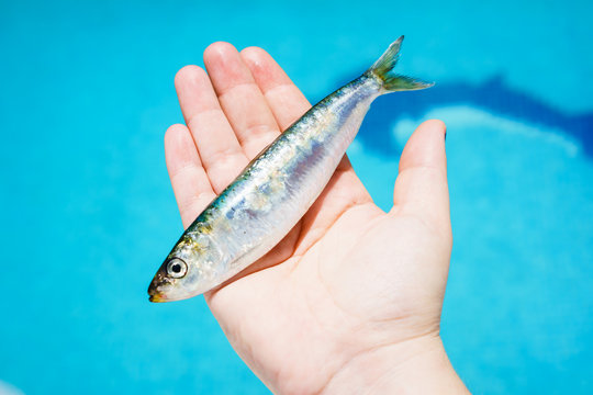 รูปภาพCapelin – เลือกดูภาพถ่ายสต็อก เวกเตอร์ และวิดีโอ8,015 | Adobe Stock