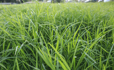 meadow of grass