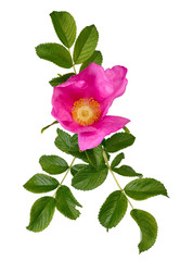 Buds of blossoming Rosa rugosa with leaves, isolated on white background.