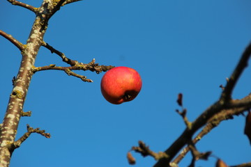 The last apple