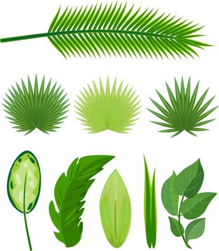 Set of different large green leaves of tropical plants on white background