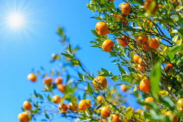 wild orange tree in sunshine