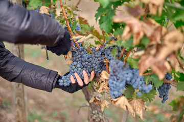 Close up of Worker's Hands Cutting Red Grapes from vines during wine harvest.
