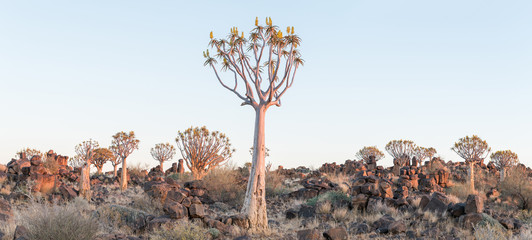 Panoramic view of quiver tree forest at Garas near Keetmanshoop
