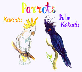 Fototapeta premium Black Palm and White Kakadu sitting on branches, parrots collection, isolated hand painted watercolor illustration with handwritten inscription