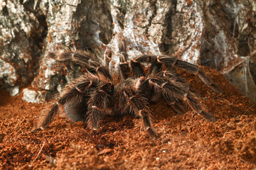 Mexican black velvet tarantula in the terrarium