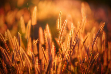 grass flower in the golden light of sunset