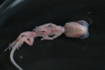 bearded dragon embryo
