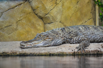 crocodile on stone