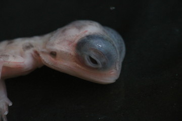 bearded dragon embryo