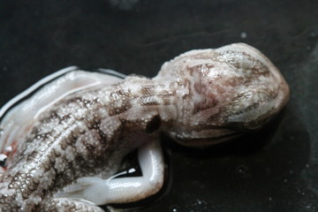 bearded dragon embryo