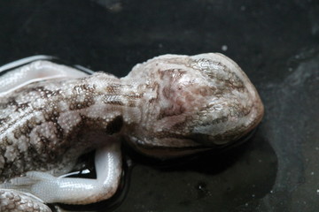 Fototapeta na wymiar bearded dragon embryo
