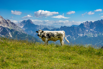White and black cow with Italian alps in the background