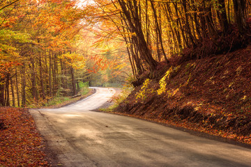 Narrow winding road in autumn forest, nature bright yellow and red colored background