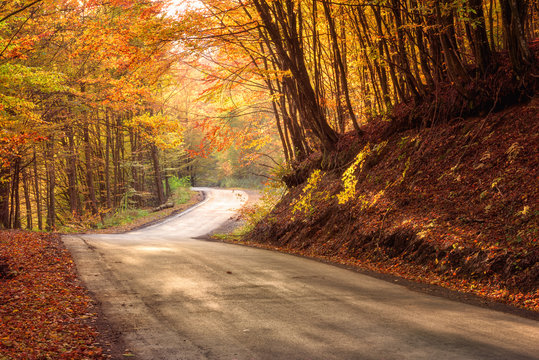 Fototapeta Narrow winding road in autumn forest, nature bright yellow and red colored background