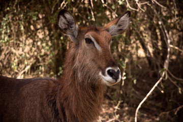 Naklejka na ściany i meble Antelope portrait in the bush
