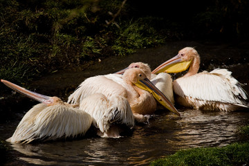 small group of pelicans resting floating on naivasha lake