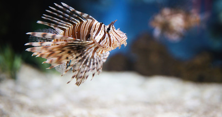 Fototapeta na wymiar Portrait of beautiful venomous lion fish in aquarium