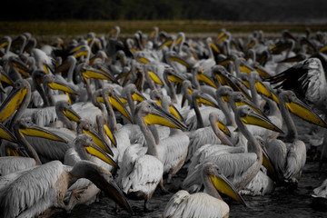 Huge grouping of pelicans on the delta of a river in the Rift Valley