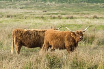 Highland cattle in the field