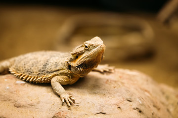Picture of flat-tailed desert horned lizard resting on rock