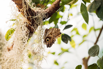 Picture of beautiful colorful butterfly on tree