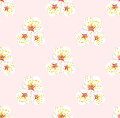 White Plum Blossom Seamless on Pink Background. Vector Illustration.