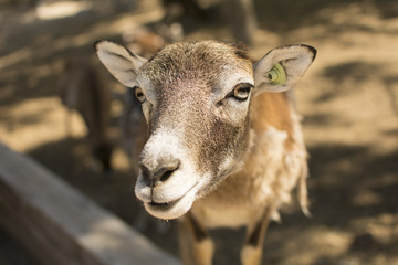 retrato de animalesde granja