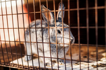 Obraz premium Young grey rabbit standing in the old cage.