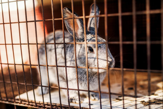 Young grey rabbit standing in the old cage.