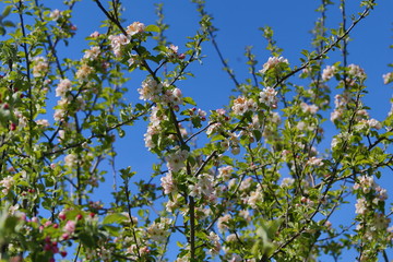 Apfelbaum im Frühling