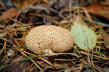 Pilze im Wald, Knolle 