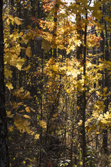 Beautiful autumn forest background