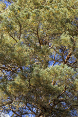 Autumn pine crown in the sunny windy day
