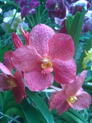 Beautiful orchid in a Singaporean garden