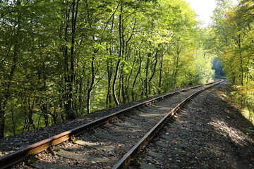 Railway track in the tunnel of trees