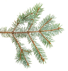 branch of blue spruce. on a white background
