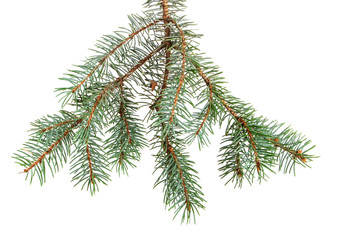 branch of blue spruce. on a white background