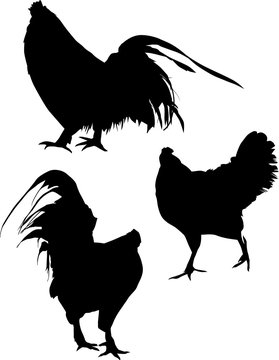 set of three chicken silhouettes isolated on white