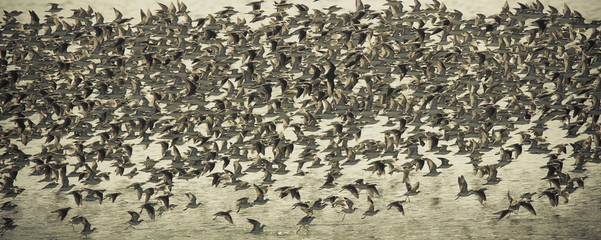 Birds flock, background
