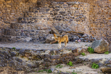 Wolf on background of stone wall