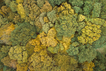 Aerial drone view of colorful, wonderful, amazing, autumn forest, wienerwald, lower-austria