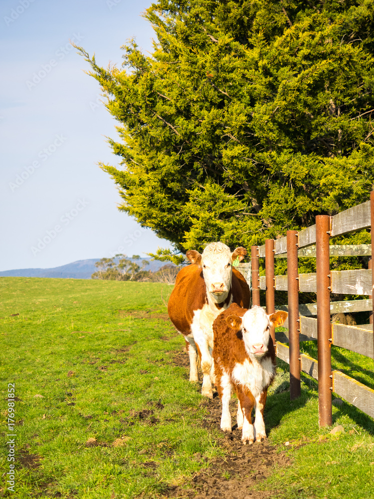 Wall mural Hereford cow and her calf