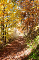 Fototapeta premium Herbststimmung