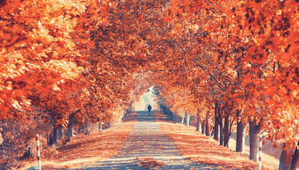 prachtvolle Herbstallee