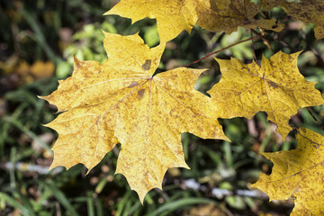 Autumn maple leaves background